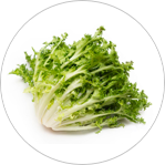 Endive