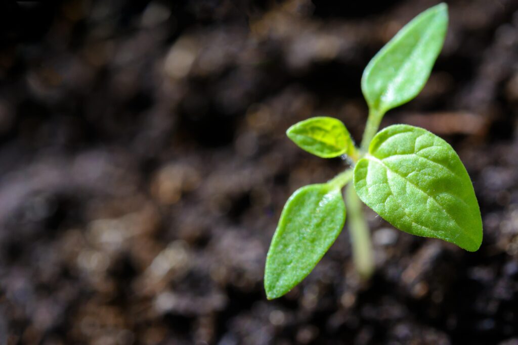 agriculture-close-up-cultivation-1002703