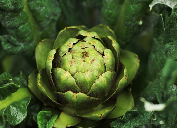 alcachofa alimento otoñal