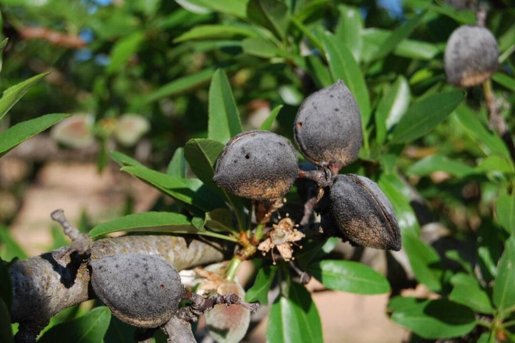 avispilla del almendro