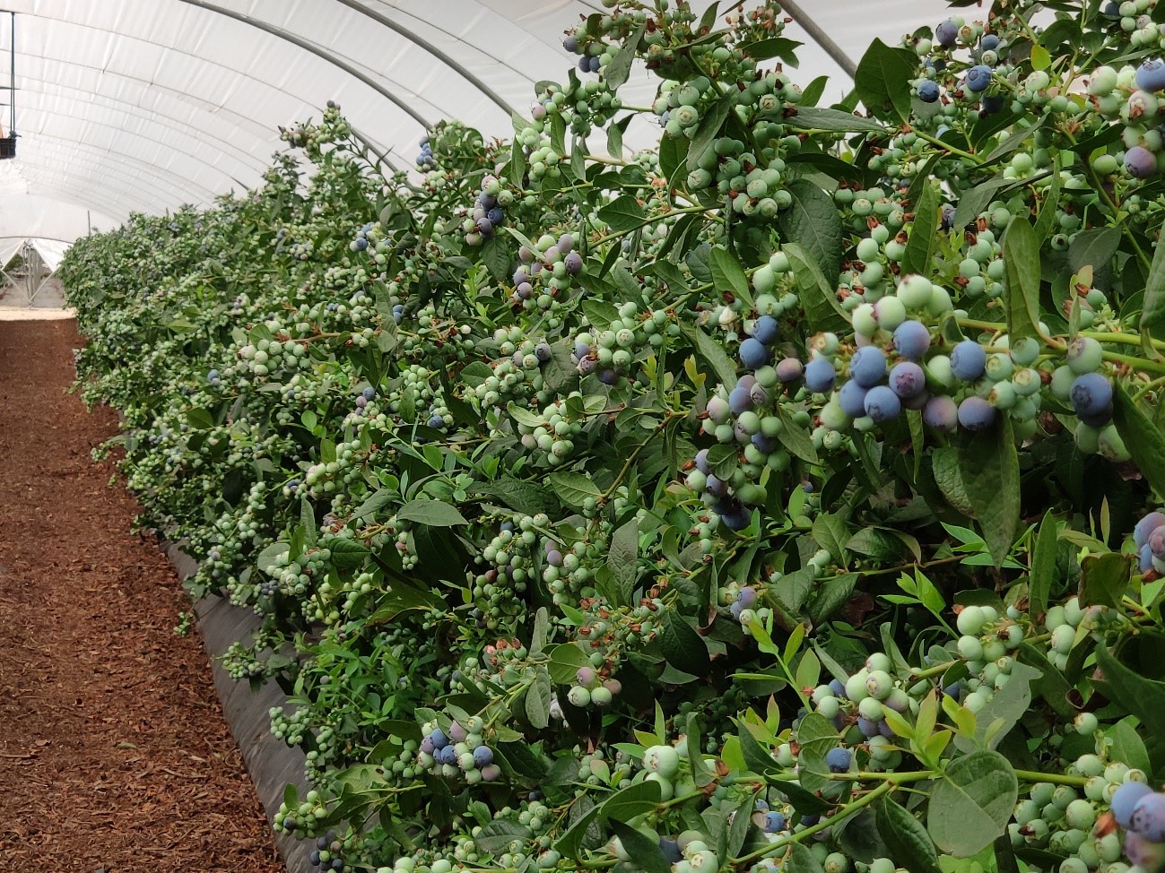 biohidramar cuaje cultivo arándano