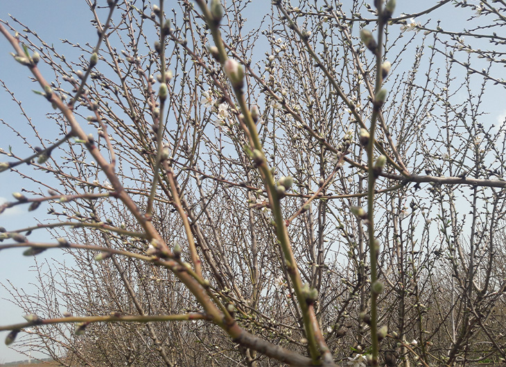 floración cultivos frutos secos