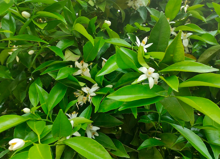 Flores en variedades de cítricos