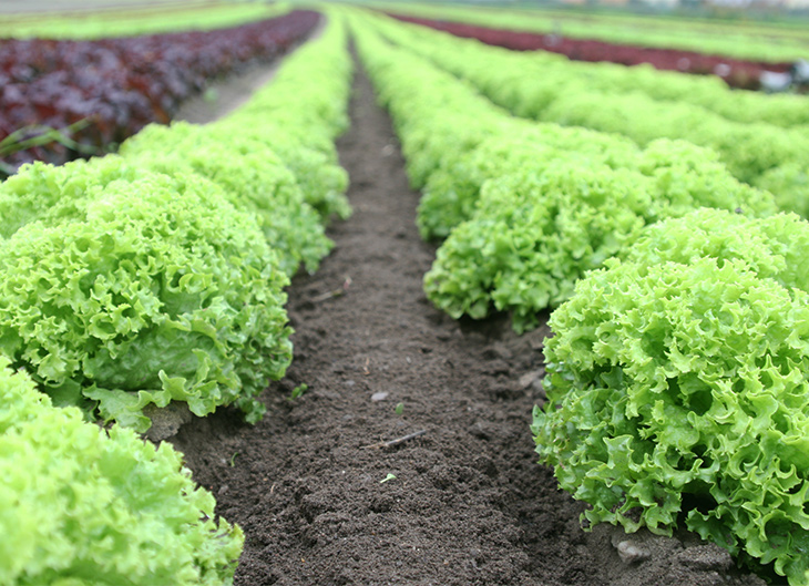 lechuga-en-murcia