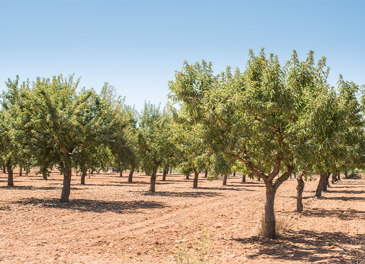 secano-en-españa